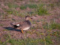 Mareca strepera 28, Krakeend, Saxifraga-Luuk Vermeer