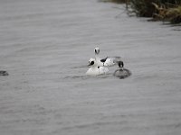 Mergellus albellus 14, Nonnetje, Saxifraga-Luuk Vermeer