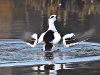 Mergellus albellus 27, Nonnetje, Saxifraga-Luuk Vermeer