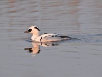 Mergellus albellus 35, Nonnetje, Saxifraga-Luuk Vermeer