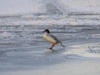 Mergus merganser 25, Grote zaagbek, Saxifraga-Luuk Vermeer