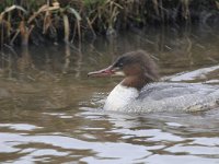 Mergus merganser 31, Grote zaagbek, Saxifraga-Luuk Vermeer