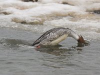 Mergus serrator 1, Middelste zaagbek, Saxifraga-Piet Munsterman