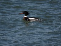 Mergus serrator 13, Middelste zaagbek, male, Saxifraga-Henk Sierdsema