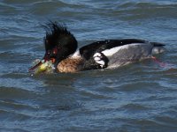 Mergus serrator 14, Middelste zaagbek, male, Saxifraga-Henk Sierdsema