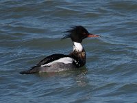 Mergus serrator 15, Middelste zaagbek, male, Saxifraga-Henk Sierdsema