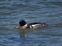 Mergus serrator 17, Middelste zaagbek, male, Saxifraga-Henk Sierdsema