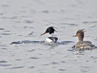 Mergus serrator 20, Middelste zaagbek, Saxifraga-Tom Heijnen