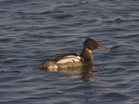 Middelste Zaagbek  Middelste Zaagbek in Arkervaart : Mergus serrator