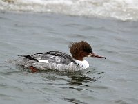 Mergus serrator 8, Middelste zaagbek, female, Saxifraga-Piet Munsterman