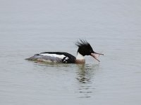 Mergus serrator 9, Middelste zaagbek, male, Saxifraga-Piet Munsterman