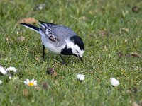 Motacilla alba 111, Witte kwikstaart, Saxifraga-Bart Vastenhouw
