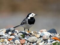 Motacilla alba 120, Witte kwikstaart, Saxifraga-Bart Vastenhouw