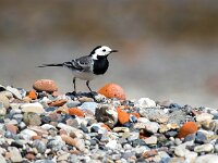 Motacilla alba 129, Witte kwikstaart, Saxifraga-Bart Vastenhouw