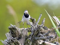 Motacilla alba 133, Witte kwikstaart, Saxifraga-Tom Heijnen