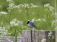 Motacilla alba 135, Witte  kwikstaart, Saxifraga-Jan Nijendijk