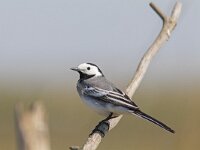 Motacilla alba 137, Witte  kwikstaart, Saxifraga-Mark Zekhuis