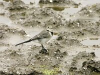 Motacilla alba 138, Witte kwikstaart, adult, female winter plumage, Saxifraga-Theo Verstrae