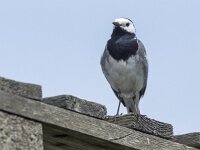 Motacilla alba 141, Witte kwikstaart, adult, male, Saxifraga-Theo Verstrael