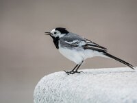 Motacilla alba 149, Witte kwikstaart, adult, Saxifraga-Theo Verstrael