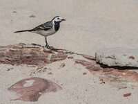 Motacilla alba 151, Witte kwikstaart, adult, Saxifraga-Theo Verstrael