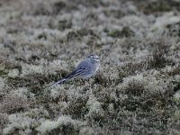 Motacilla alba 55, Witte kwikstaar, Saxifraga-Luuk Vermeer