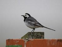 Motacilla alba 65, Witte kwikstaar, Saxifraga-Luuk Vermeer