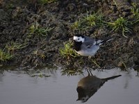 Motacilla alba 70, Witte kwikstaar, Saxifraga-Luuk Vermeer