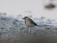 Motacilla alba 73, Witte kwikstaar, Saxifraga-Luuk Vermeer