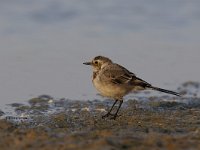 Motacilla alba 74, Witte kwikstaar, Saxifraga-Luuk Vermeer