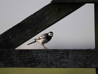 Motacilla alba 81, Witte kwikstaar, Saxifraga-Luuk Vermeer