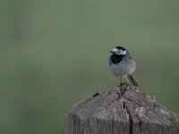 Motacilla alba 84, Witte kwikstaar, Saxifraga-Luuk Vermeer