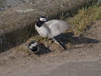 Motacilla alba 88, Witte kwikstaar, Saxifraga-Luuk Vermeer