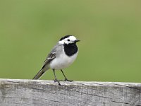 Motacilla alba 95, Witte kwikstaar, Saxifraga-Luuk Vermeer