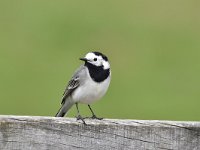 Motacilla alba 99, Witte kwikstaar, Saxifraga-Luuk Vermeer