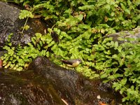 Motacilla cinerea 3, Grote gele kwikstaart, Saxifraga-Harry van Oosterhout : Gomera, Canarische eilanden, vogel, grote gele kwikstaart