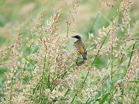 Motacilla cinereocapilla 2, Witkeelkwikstaart, Saxifraga-Tom Heijnen