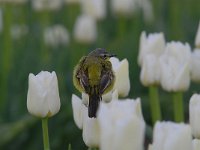 Motacilla flava 58, Gele kwikstaart, Saxifraga-Luuk Vermeer