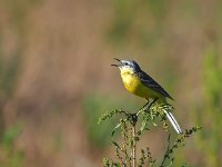 Motacilla flava 65, Gele kwikstaart, Saxifraga-Hans Dekker