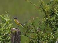 Motacilla flava 71, Gele kwikstaart, Saxifraga-Jan Nijendijk