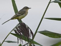 Motacilla flava 85, Gele kwikstaart, Saxifraga-Tom Heijnen