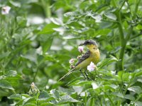 Motacilla flava 90, Gele kwikstaart, Saxifraga-Tom Heijnen