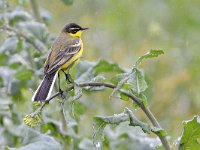 Motacilla flava ssp dombrowski 75, Gele kwikstaart, Saxifraga-Tom Heijnen