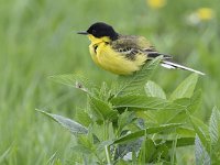 Motacilla flava ssp feldegg 80, Balkankwikstaart, Saxifraga-Tom Heijnen