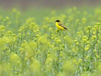 Motacilla flava ssp feldegg 82, Balkankwikstaart, Saxifraga-Tom Heijnen