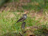 Muscicapa striata 13, Grauwe vliegenvanger, Saxifraga-Luuk Vermeer