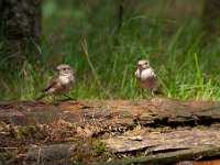 Muscicapa striata 15, Grauwe vliegenvanger, Saxifraga-Luuk Vermeer