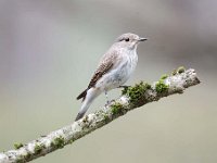 Muscicapa striata 16, Grauwe vliegenvanger, Saxifraga-Luuk Vermeer