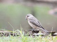 Muscicapa striata 19, Grauwe vliegenvanger, Saxifraga-Luuk Vermeer