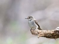 Muscicapa striata 21, Grauwe vliegenvanger, Saxifraga-Luuk Vermeer